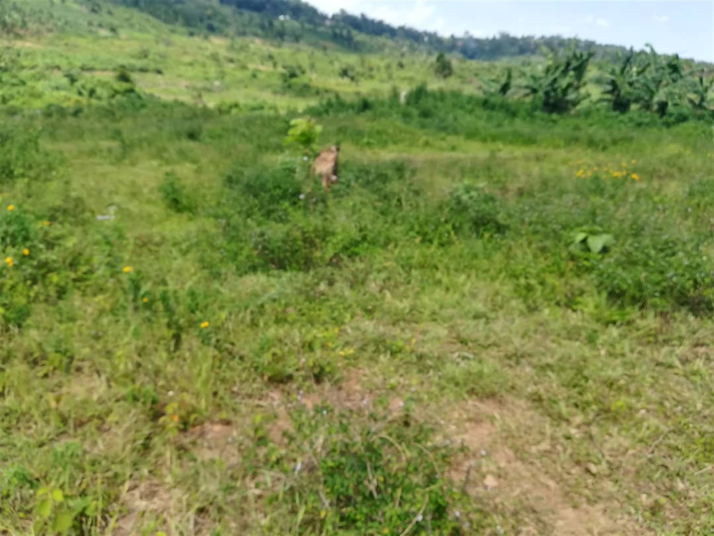 Residential Land for sale in Kabembe Mukono