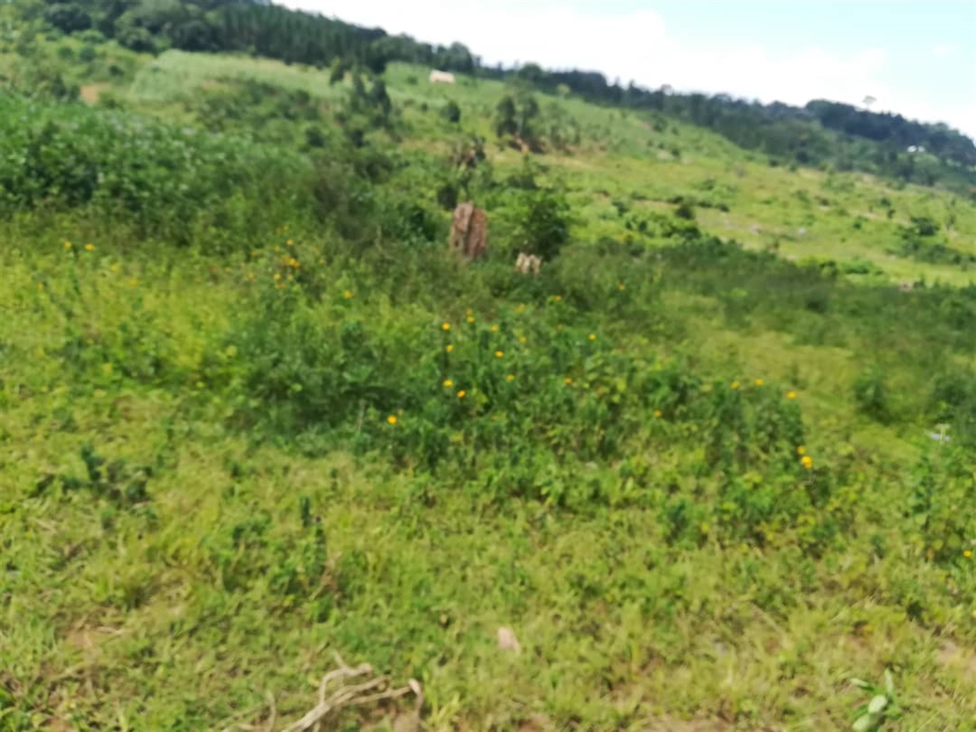 Residential Land for sale in Kabembe Mukono