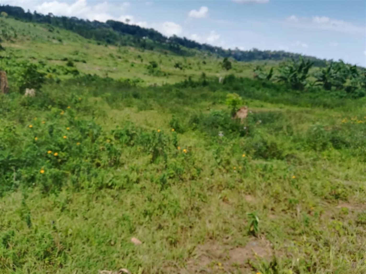 Residential Land for sale in Kabembe Mukono