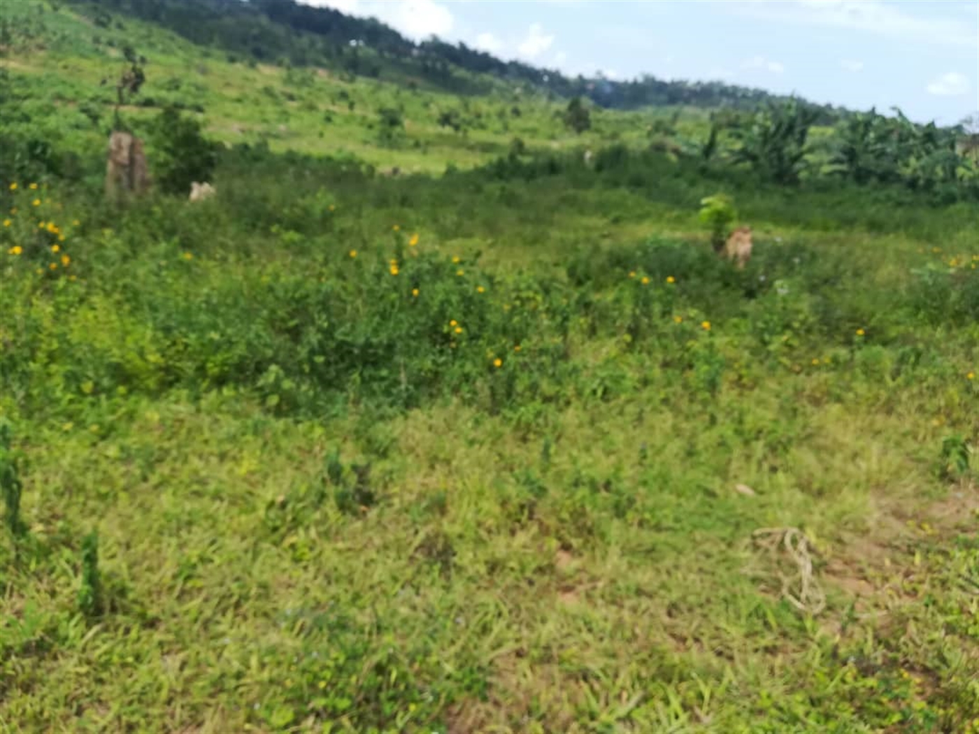 Residential Land for sale in Kabembe Mukono