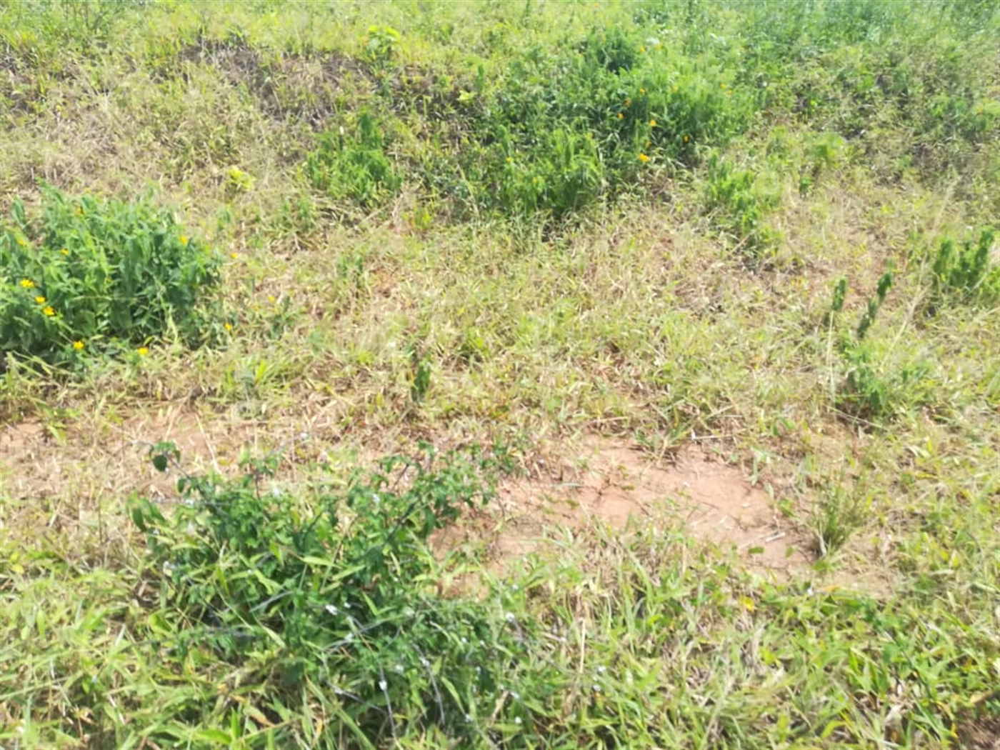 Residential Land for sale in Kabembe Mukono