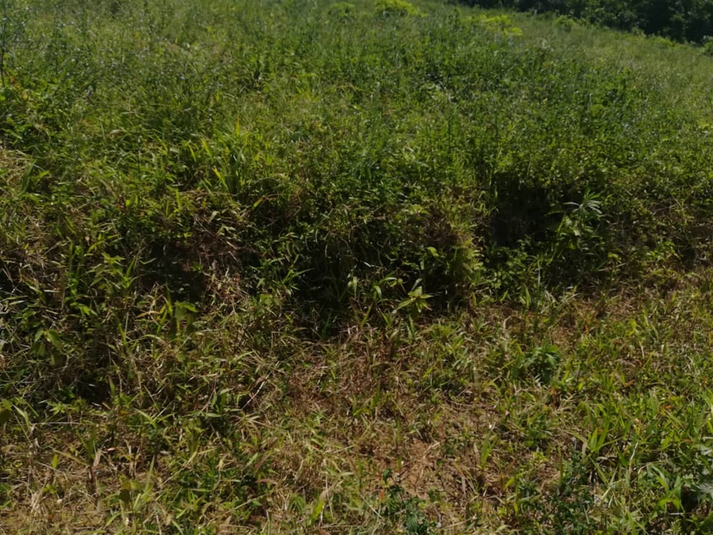 Residential Land for sale in Kabembe Mukono