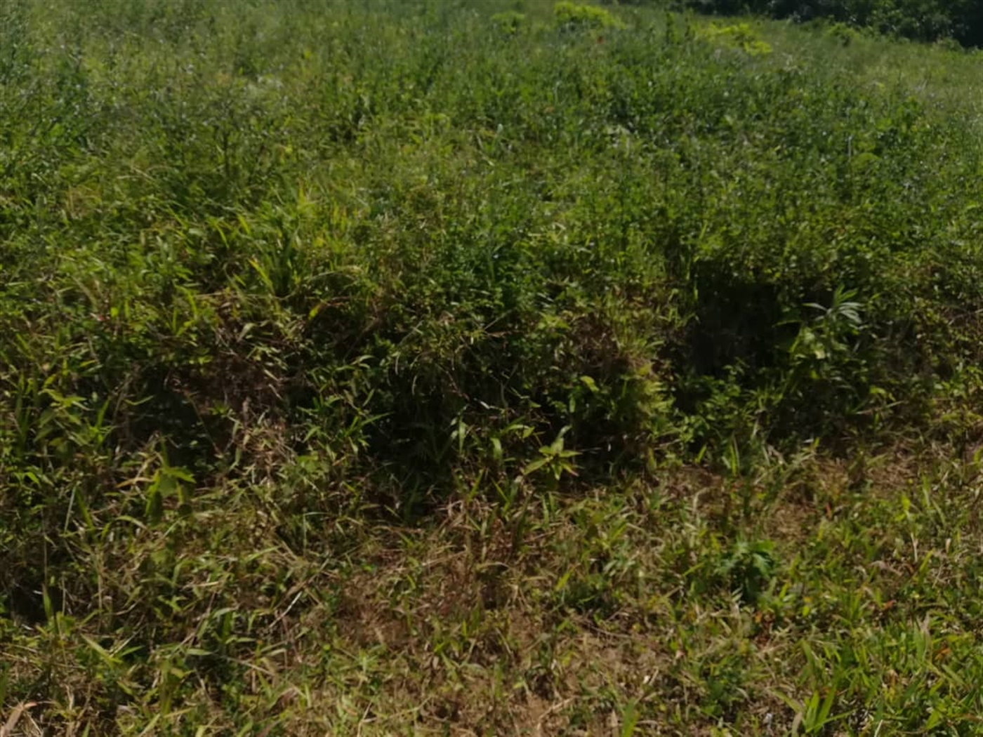 Residential Land for sale in Kabembe Mukono