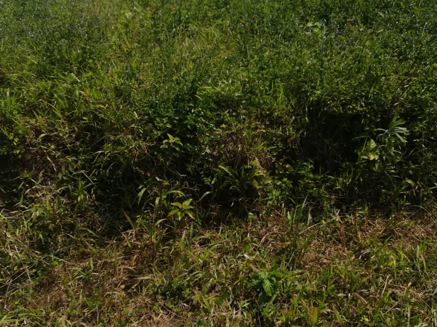 Residential Land for sale in Kabembe Mukono