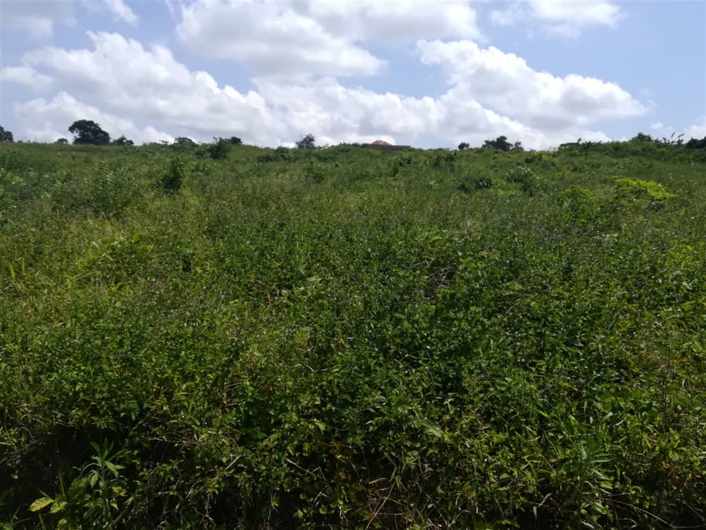 Residential Land for sale in Kabembe Mukono