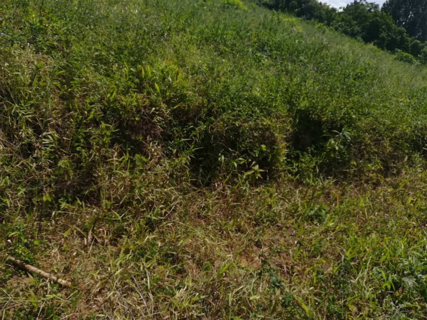 Residential Land for sale in Kabembe Mukono