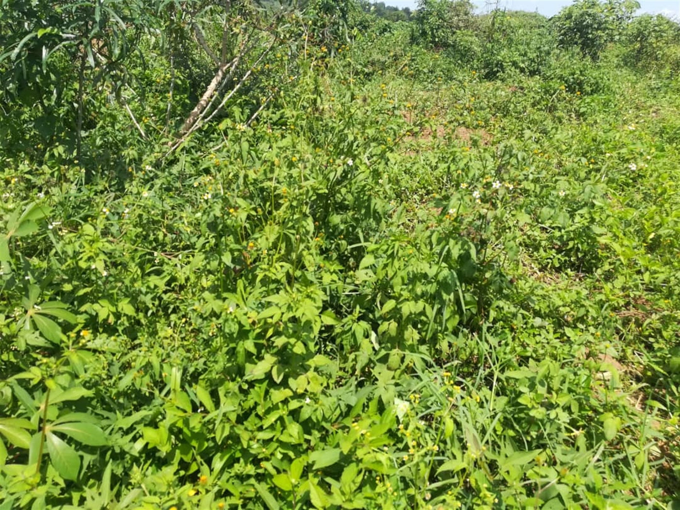 Residential Land for sale in Kabembe Mukono