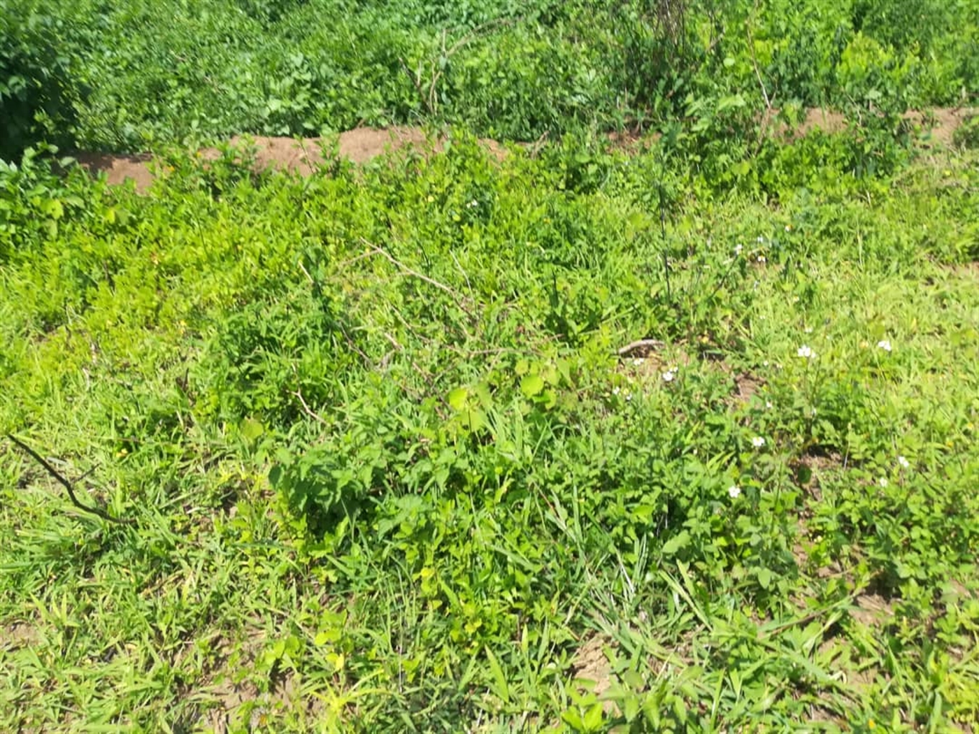 Residential Land for sale in Kabembe Mukono