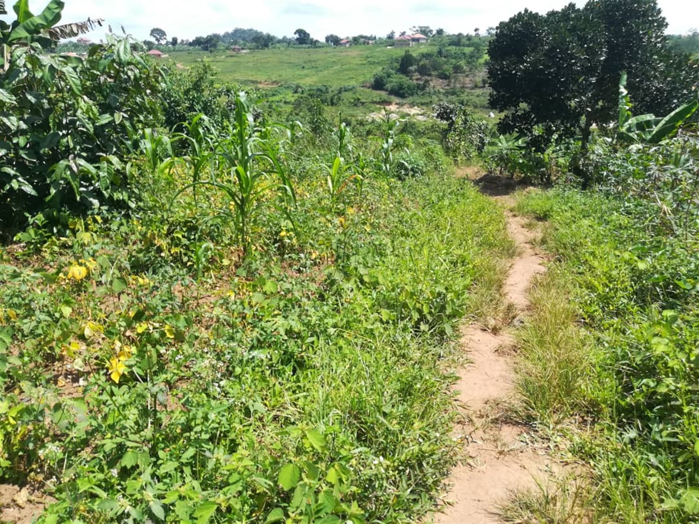 Residential Land for sale in Kabembe Mukono