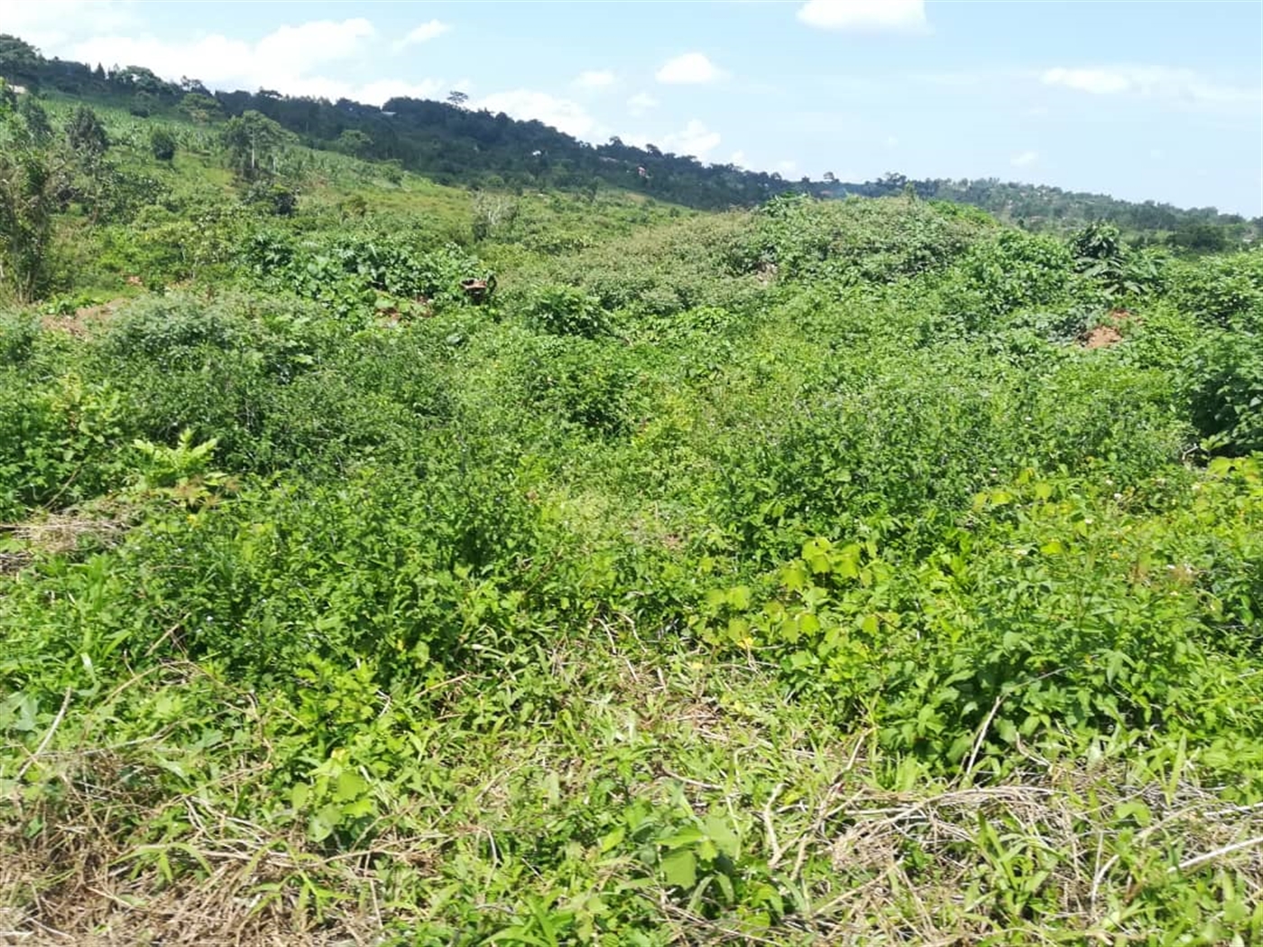 Residential Land for sale in Kabembe Mukono