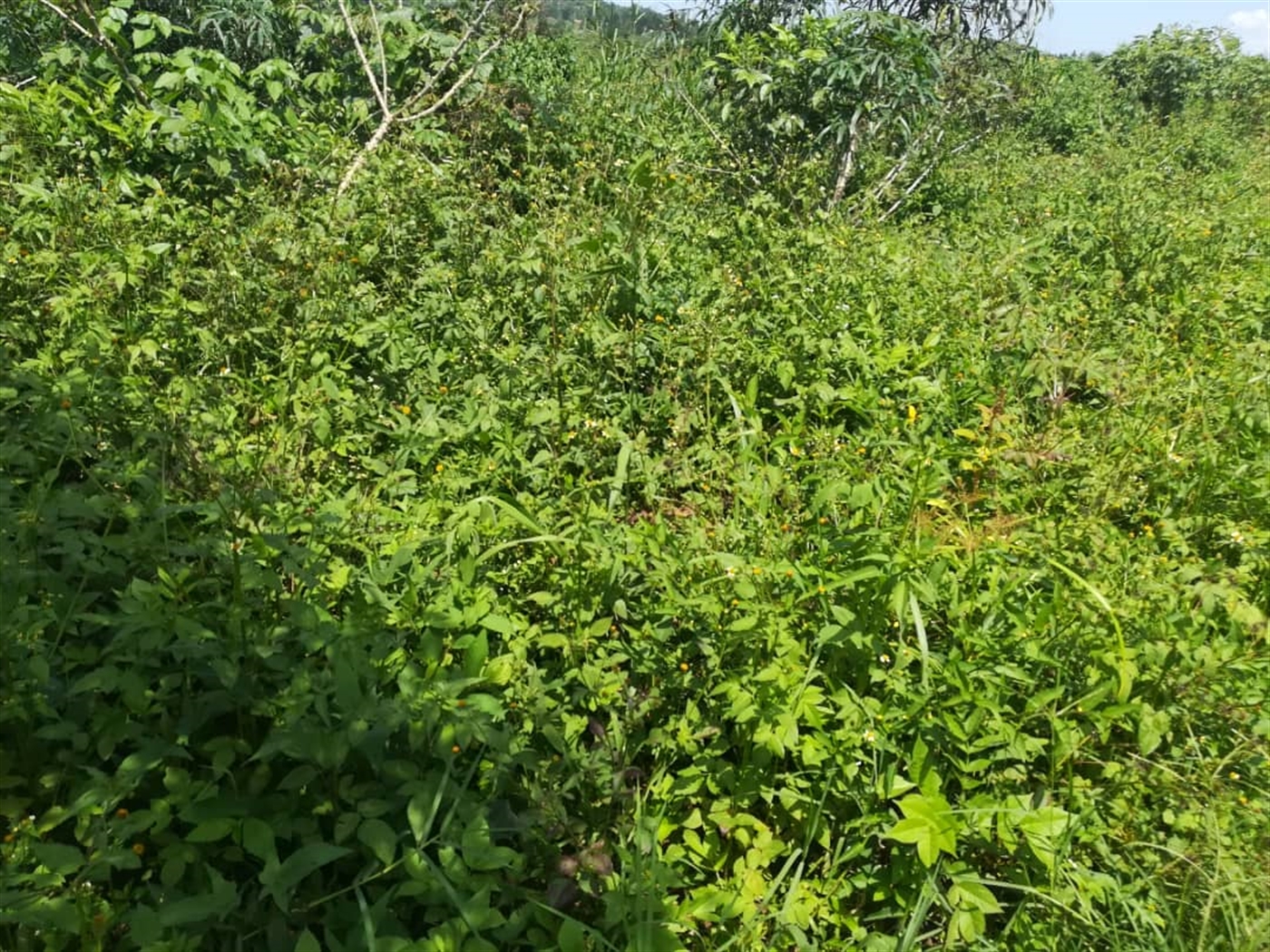 Residential Land for sale in Kabembe Mukono