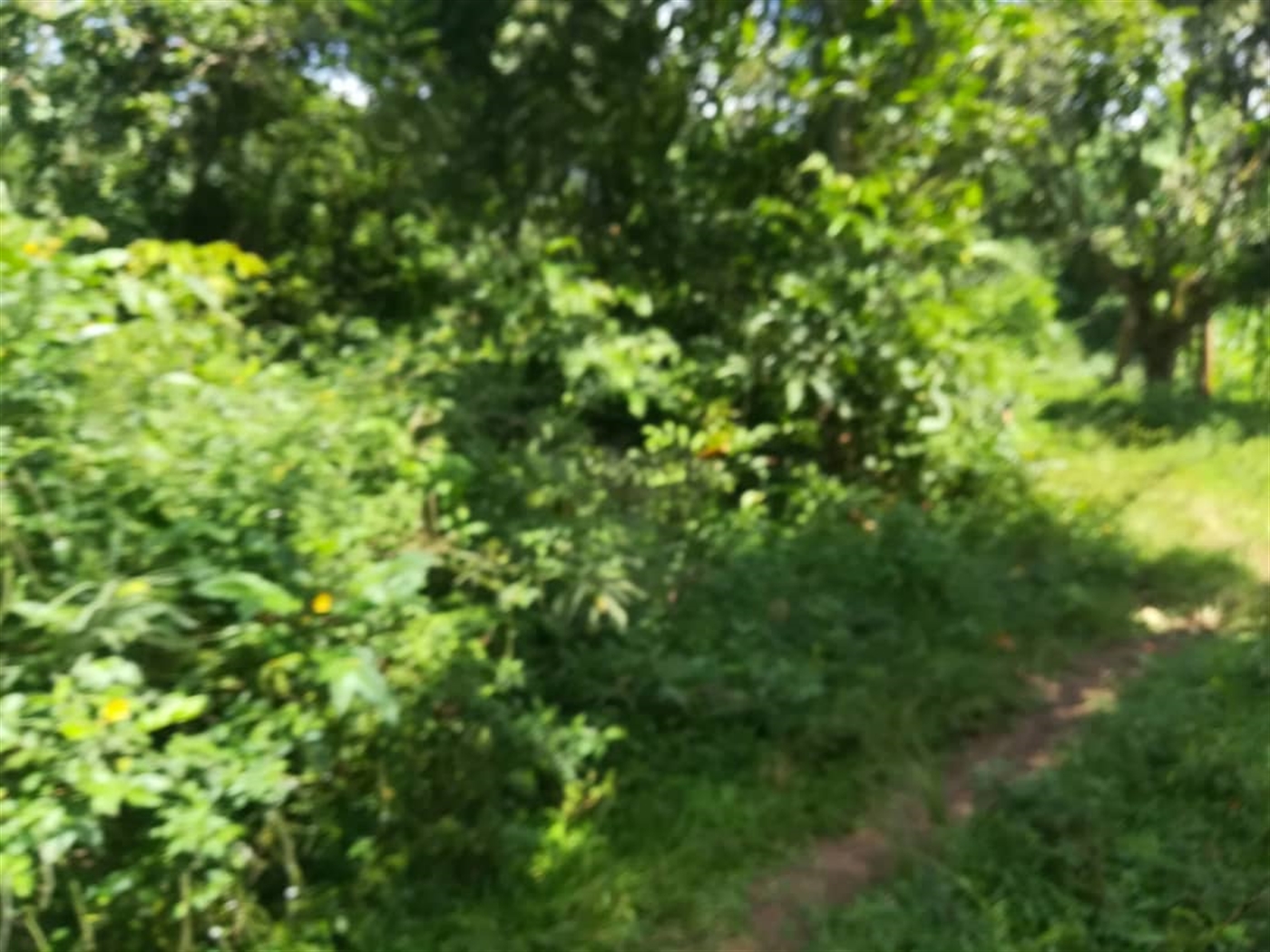 Residential Land for sale in Kabembe Mukono