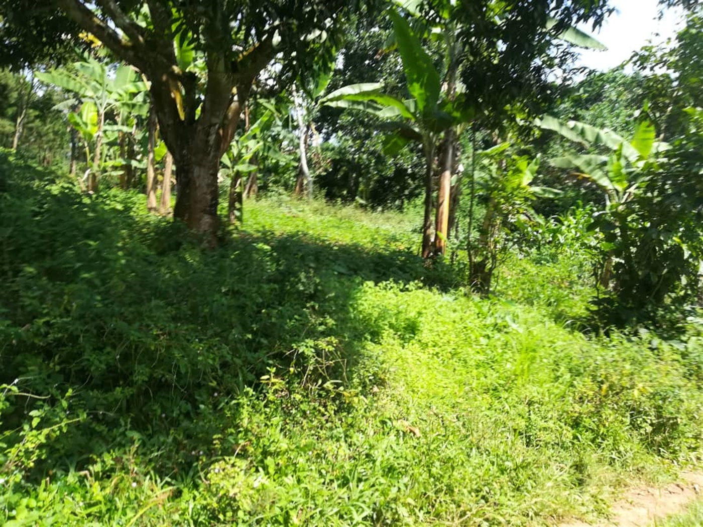 Residential Land for sale in Kabembe Mukono