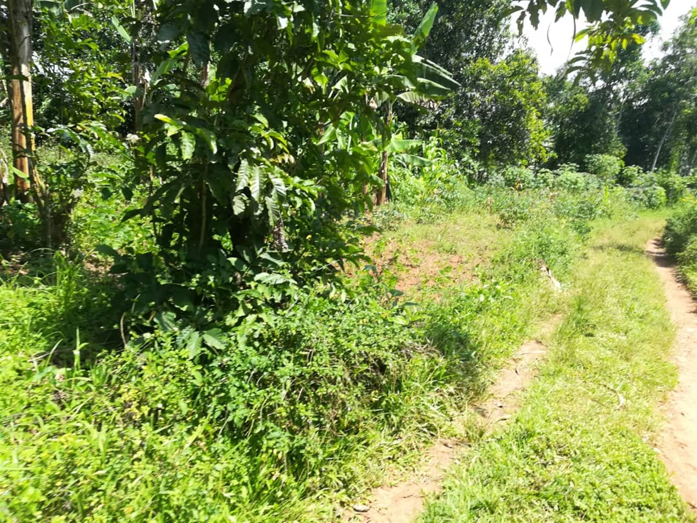 Residential Land for sale in Kabembe Mukono