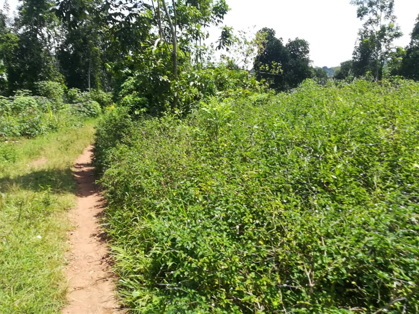 Residential Land for sale in Kabembe Mukono