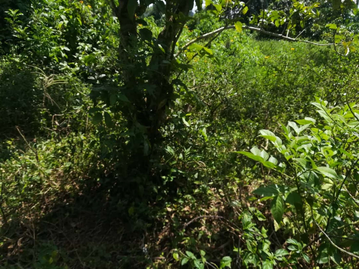 Residential Land for sale in Kabembe Mukono