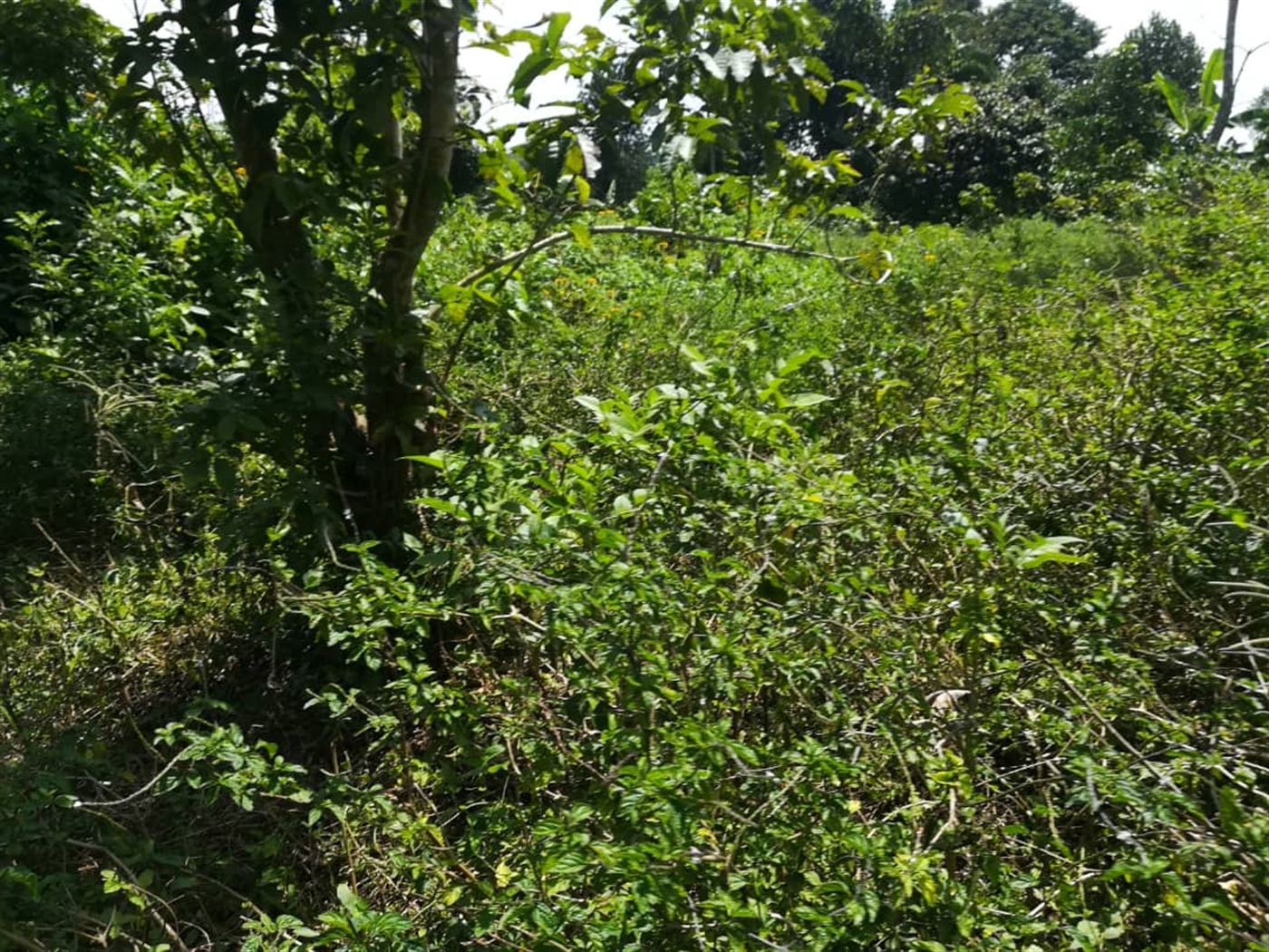 Residential Land for sale in Kabembe Mukono