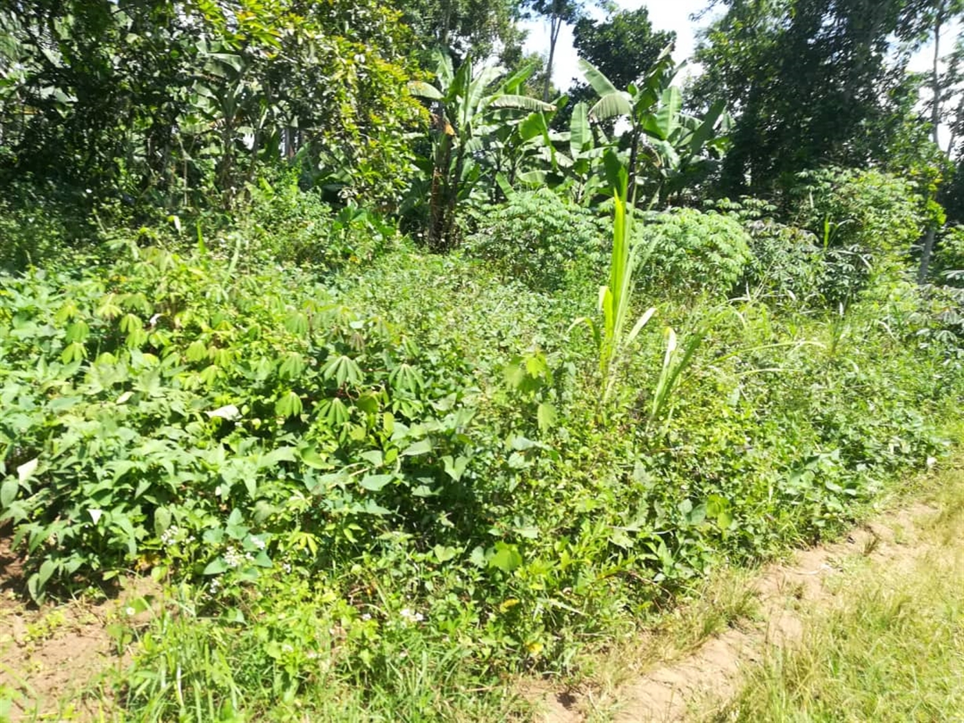 Residential Land for sale in Kabembe Mukono