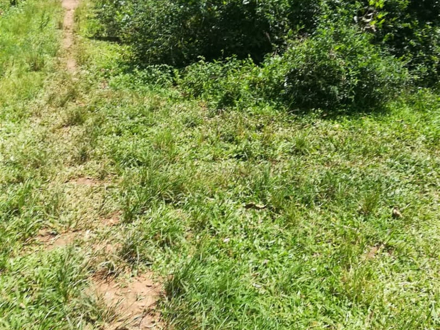 Residential Land for sale in Kabembe Mukono