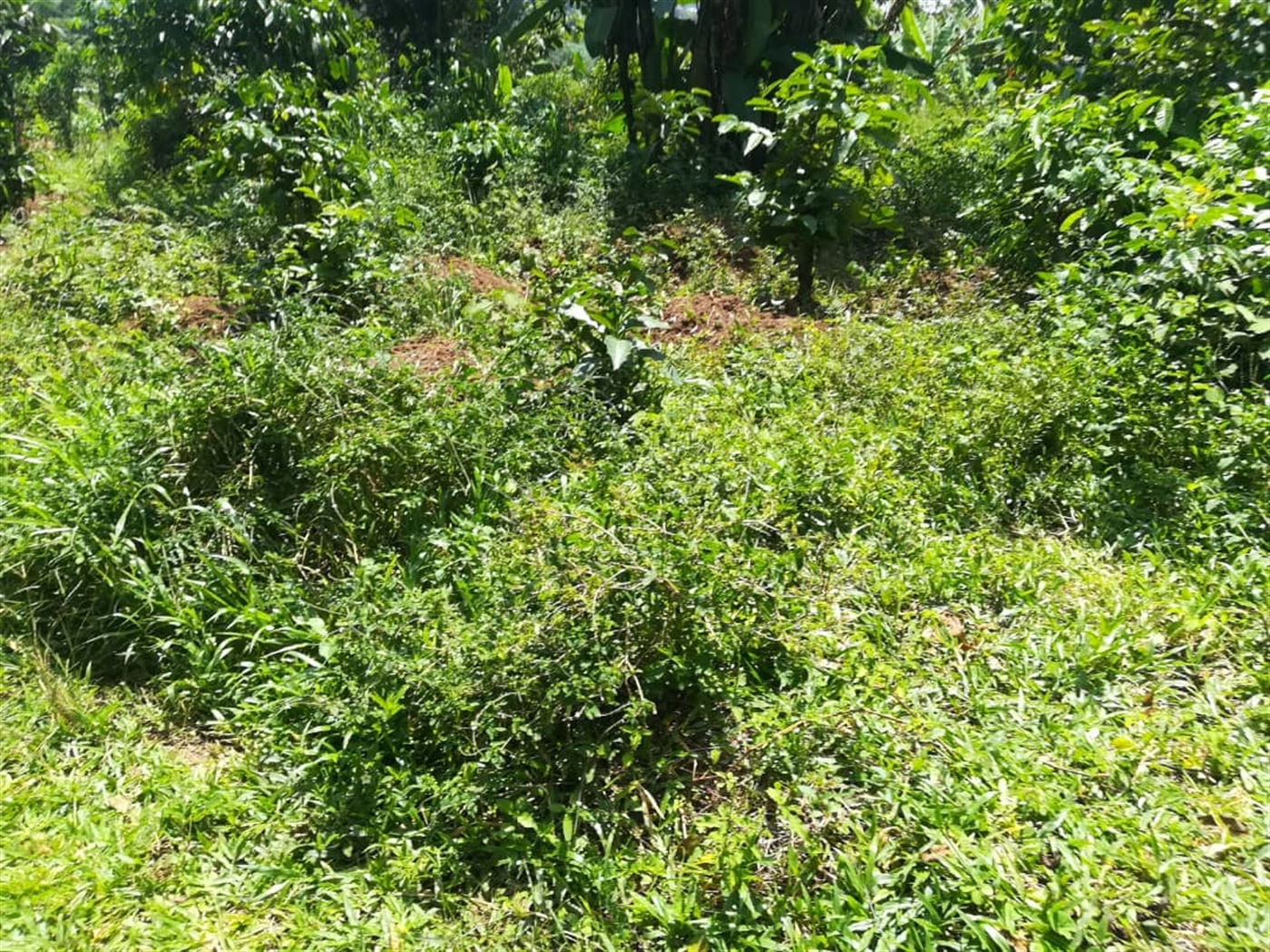 Residential Land for sale in Kabembe Mukono