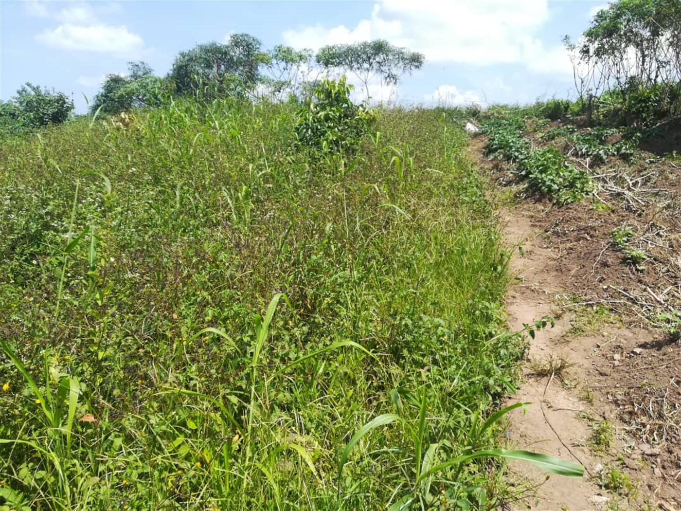 Residential Land for sale in Namuyenje Mukono