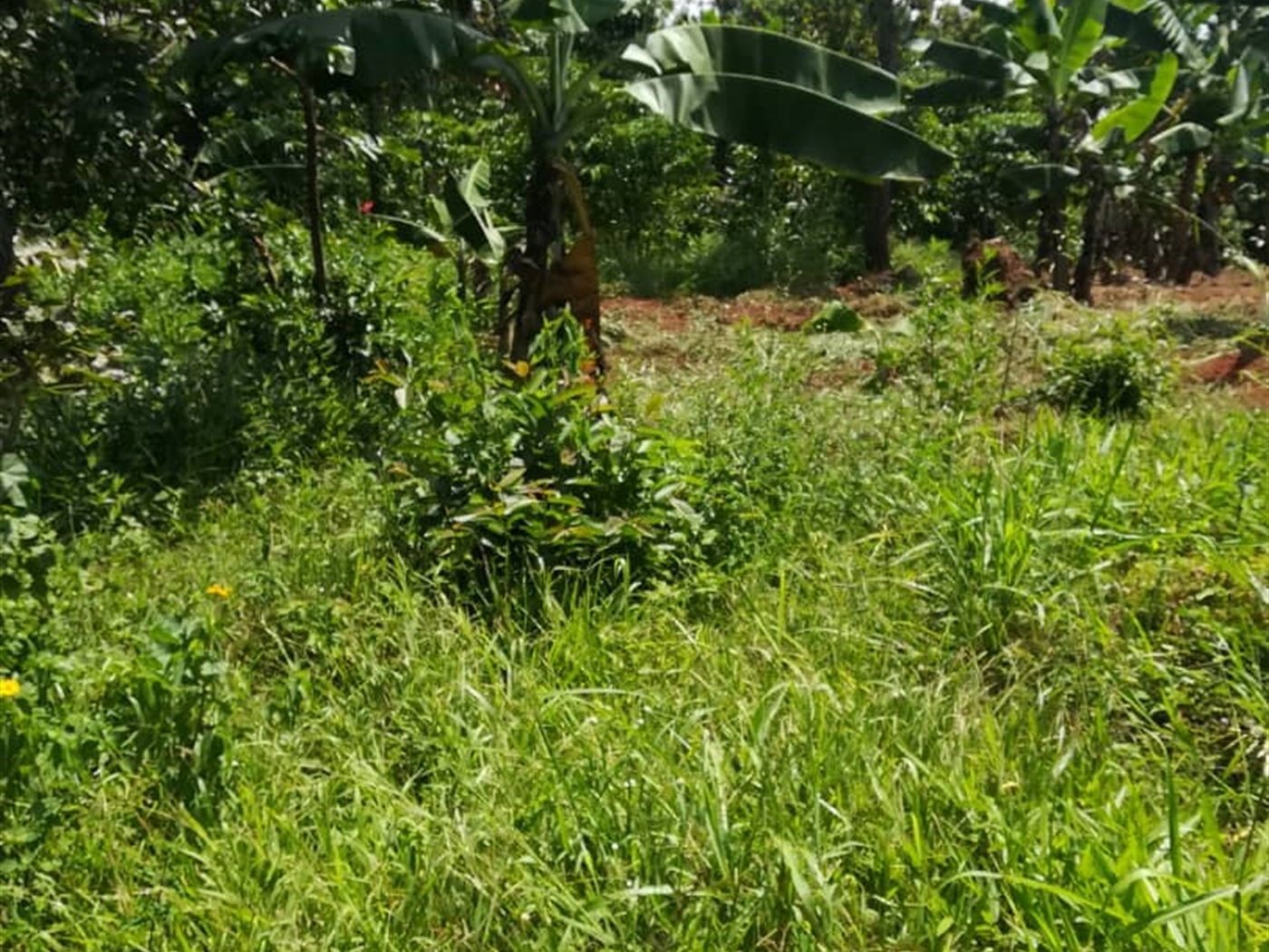 Residential Land for sale in Namuyenje Mukono