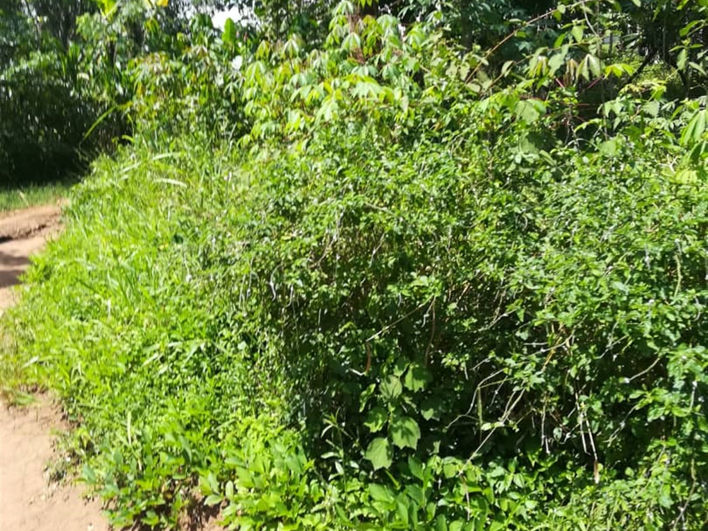 Residential Land for sale in Namuyenje Mukono