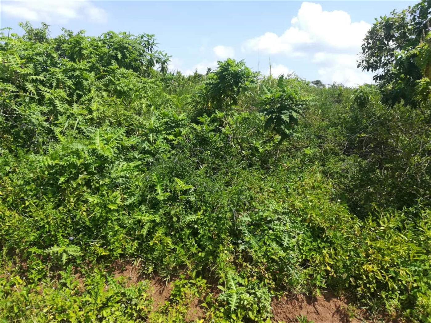 Residential Land for sale in Kabembe Mukono