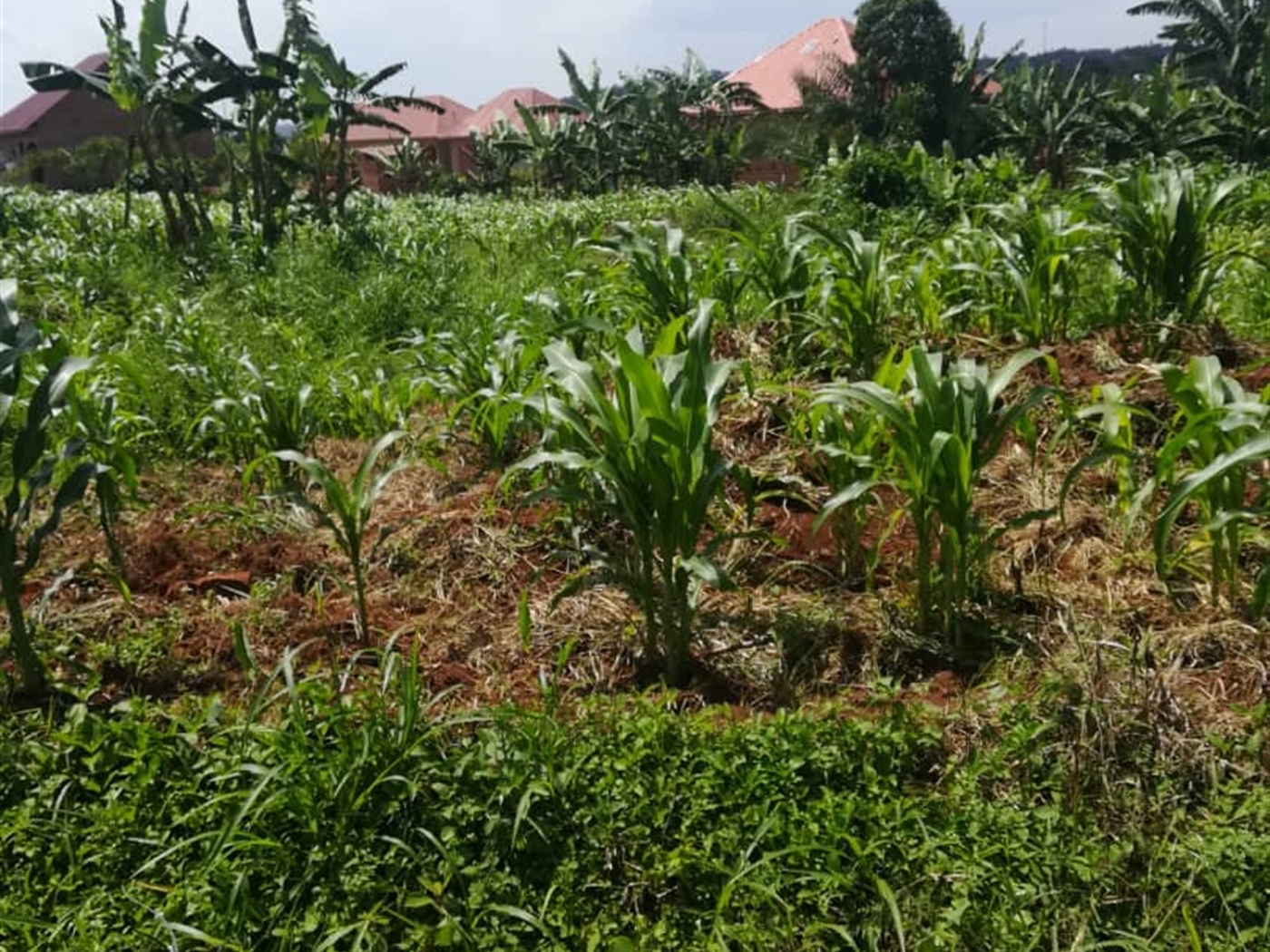 Residential Land for sale in Kabembe Mukono