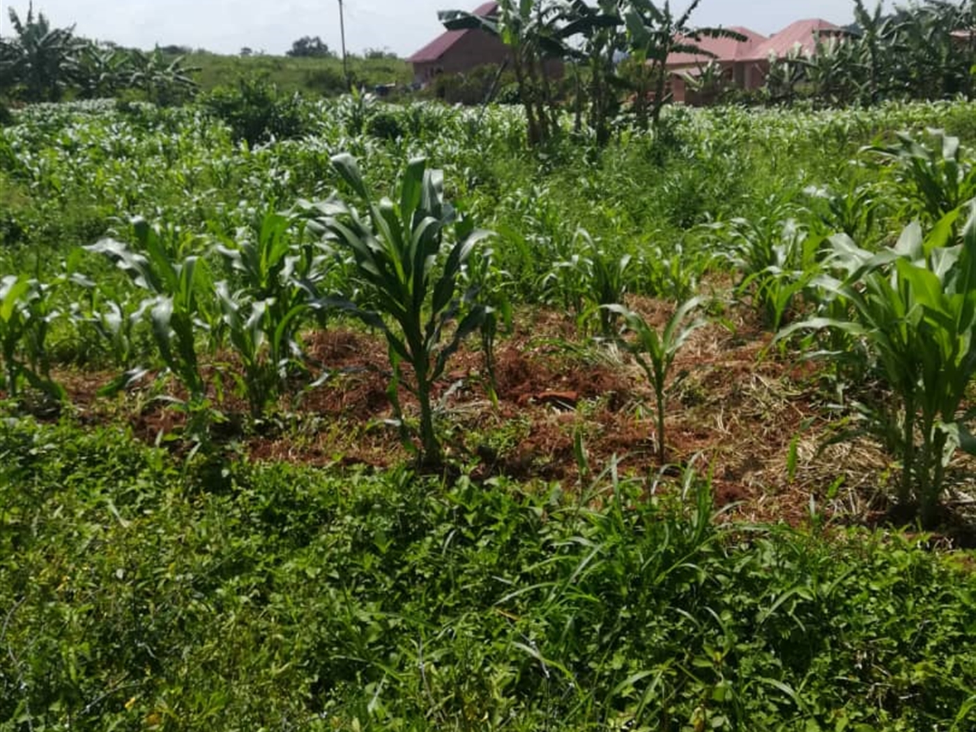 Residential Land for sale in Kabembe Mukono