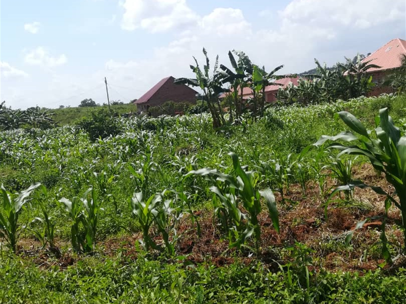 Residential Land for sale in Kabembe Mukono