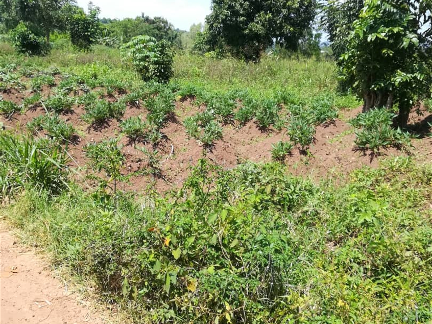 Residential Land for sale in Namuyenje Mukono