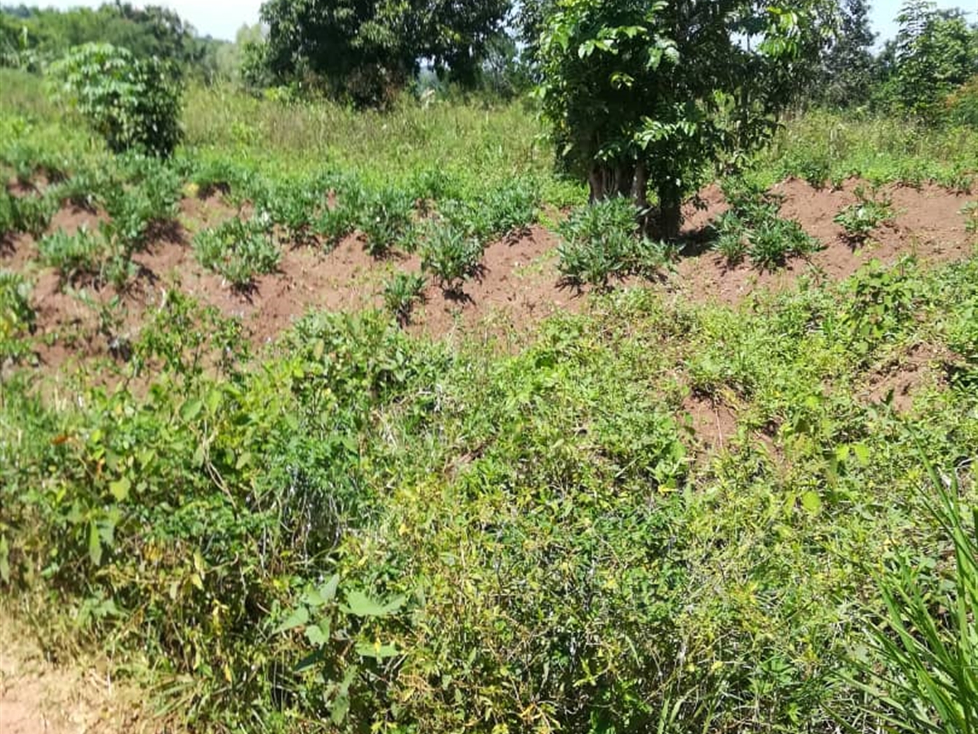 Residential Land for sale in Namuyenje Mukono