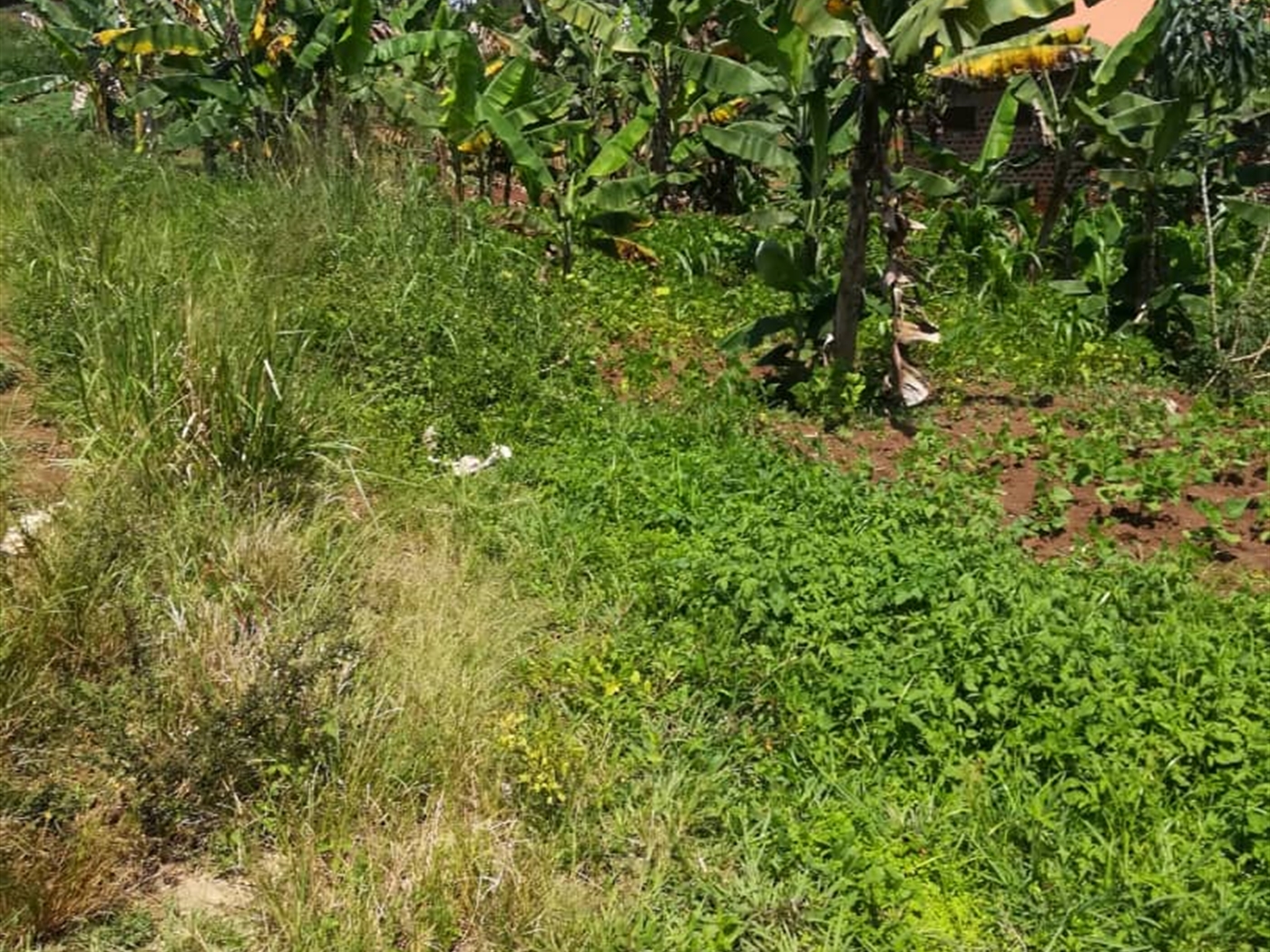 Residential Land for sale in Namuyenje Mukono