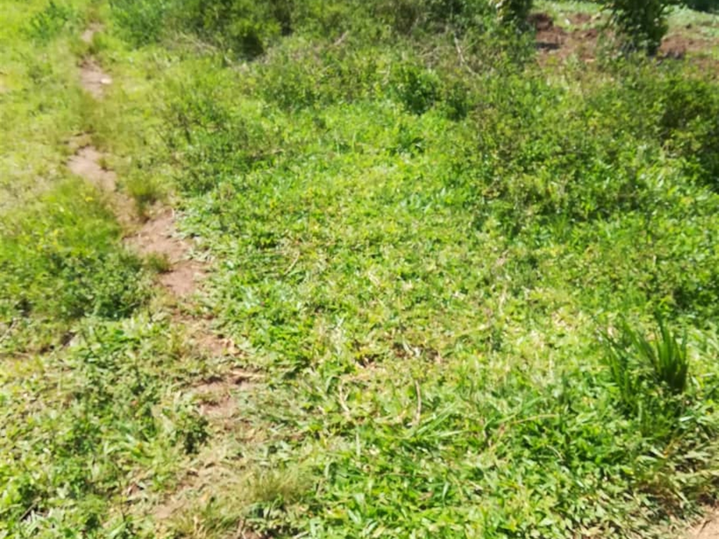 Residential Land for sale in Namuyenje Mukono