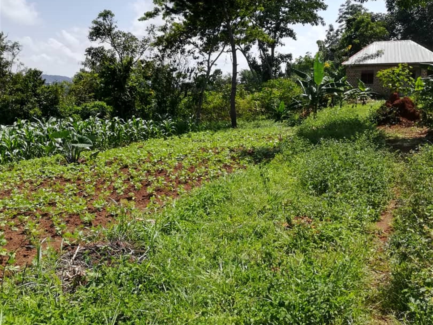 Residential Land for sale in Namuyenje Mukono