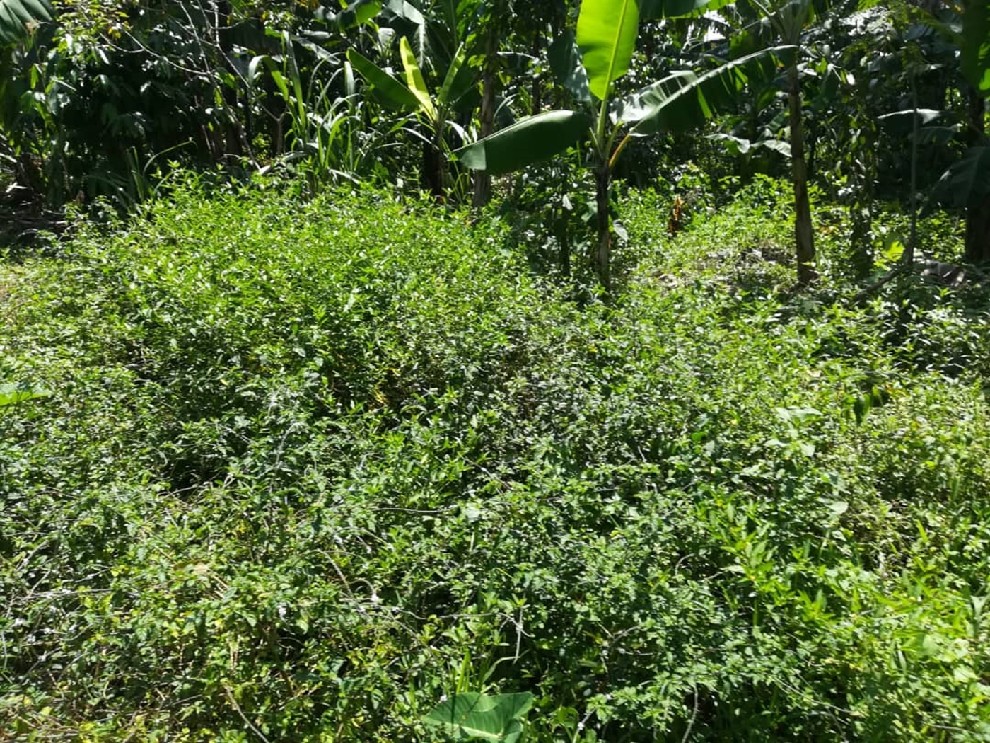 Residential Land for sale in Namuyenje Mukono