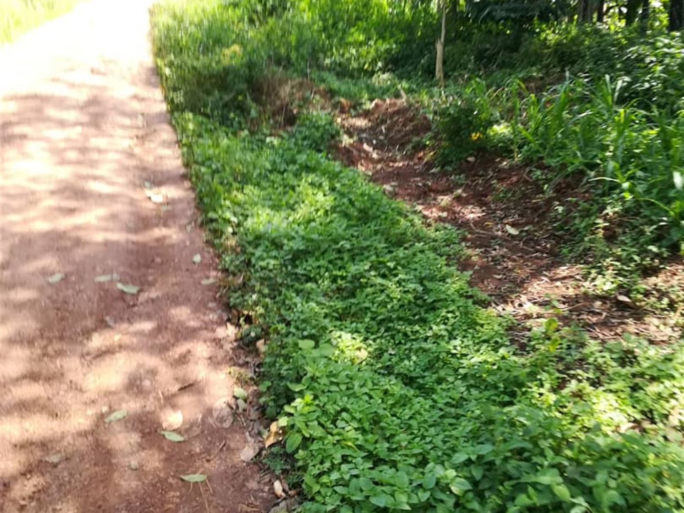 Residential Land for sale in Namuyenje Mukono