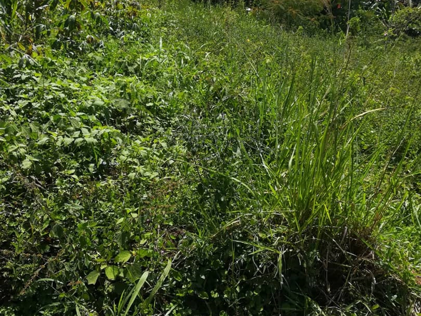 Residential Land for sale in Namuyenje Mukono