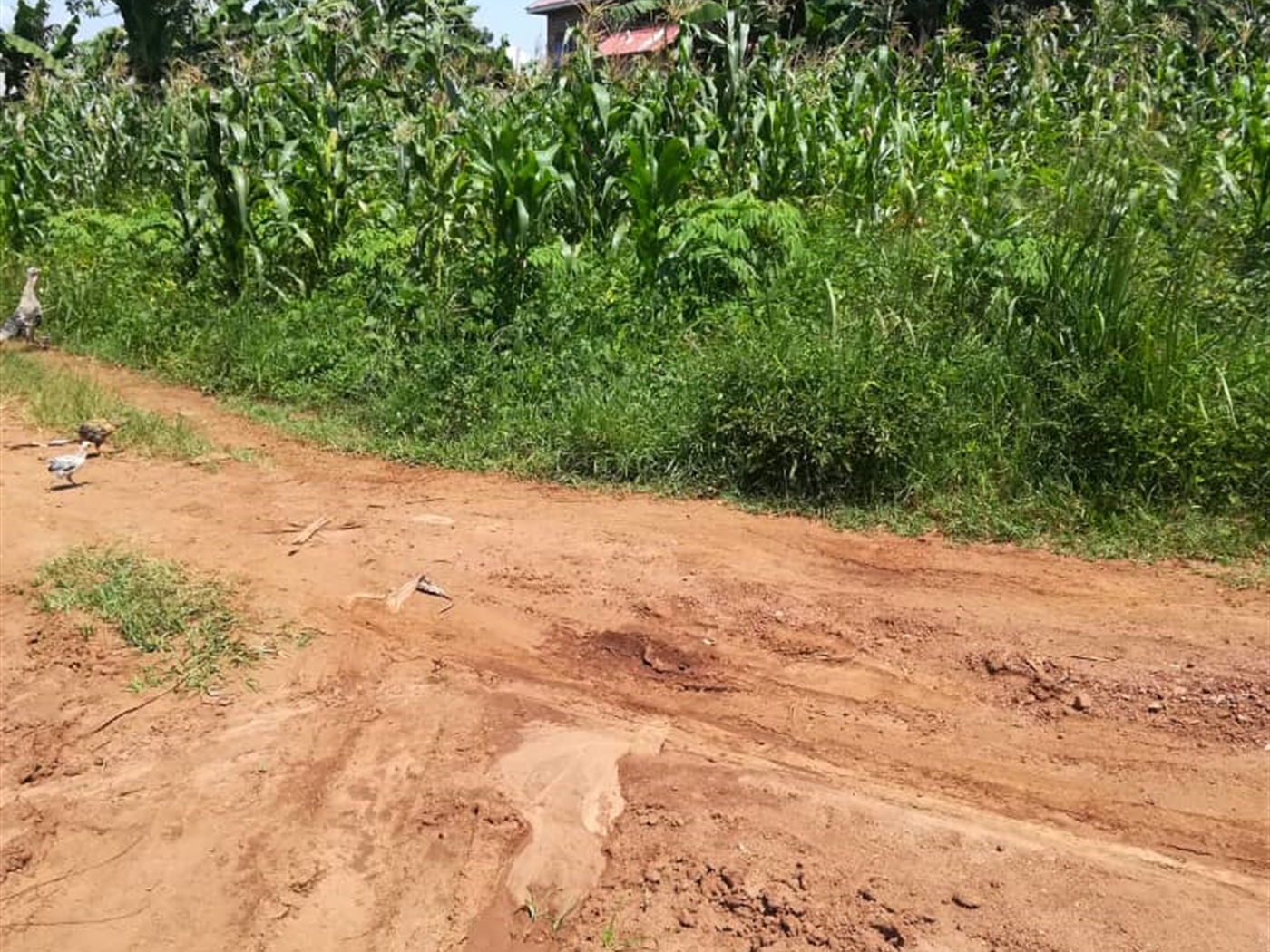 Residential Land for sale in Namuyenje Mukono