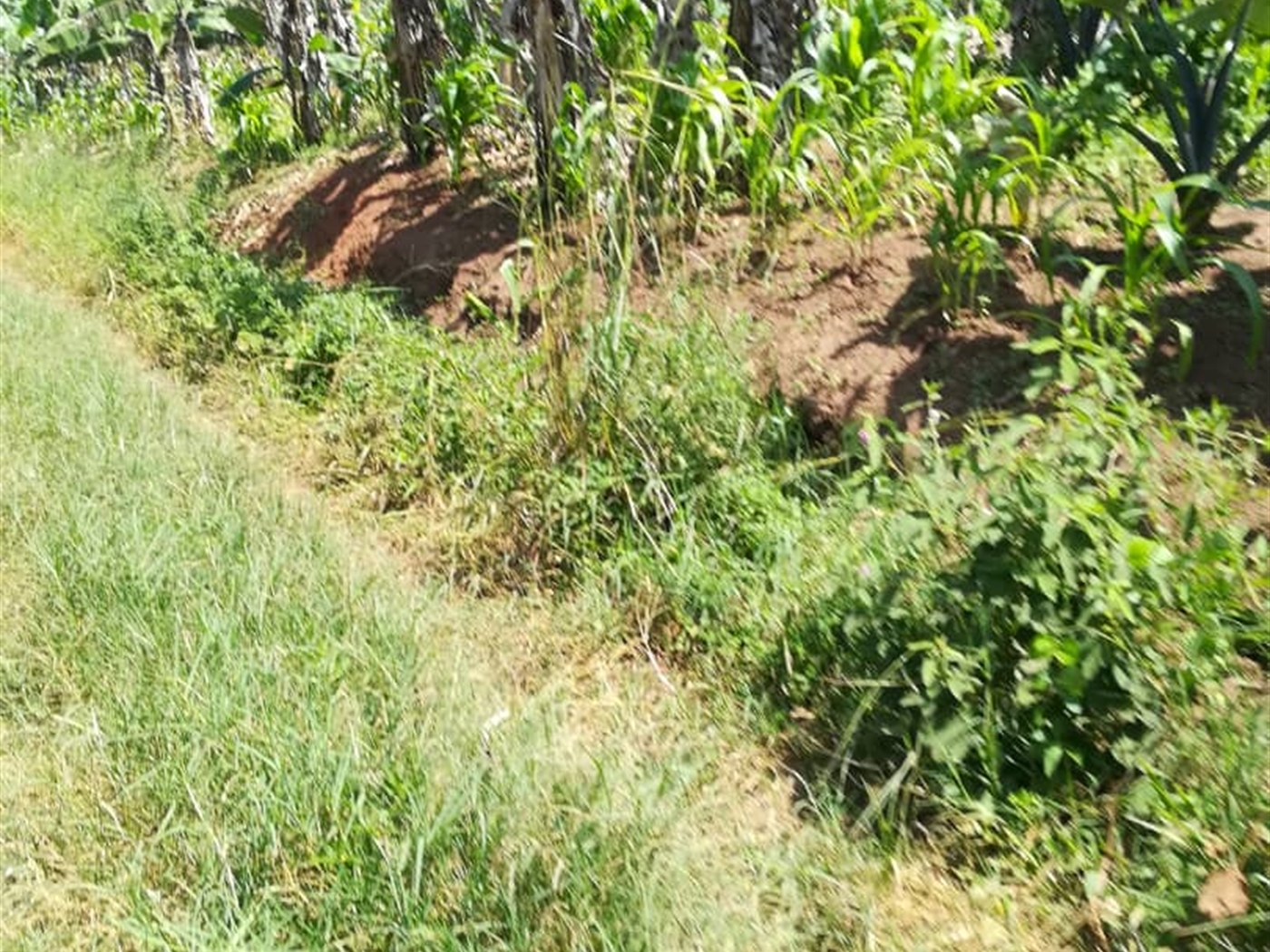 Residential Land for sale in Namuyenje Mukono