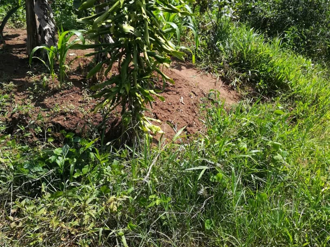 Residential Land for sale in Namuyenje Mukono