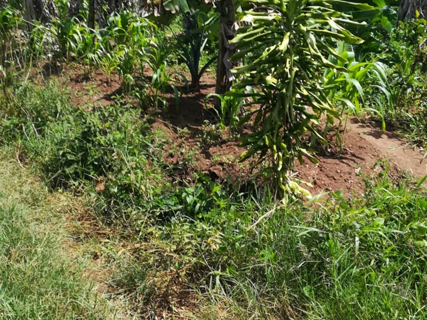 Residential Land for sale in Namuyenje Mukono