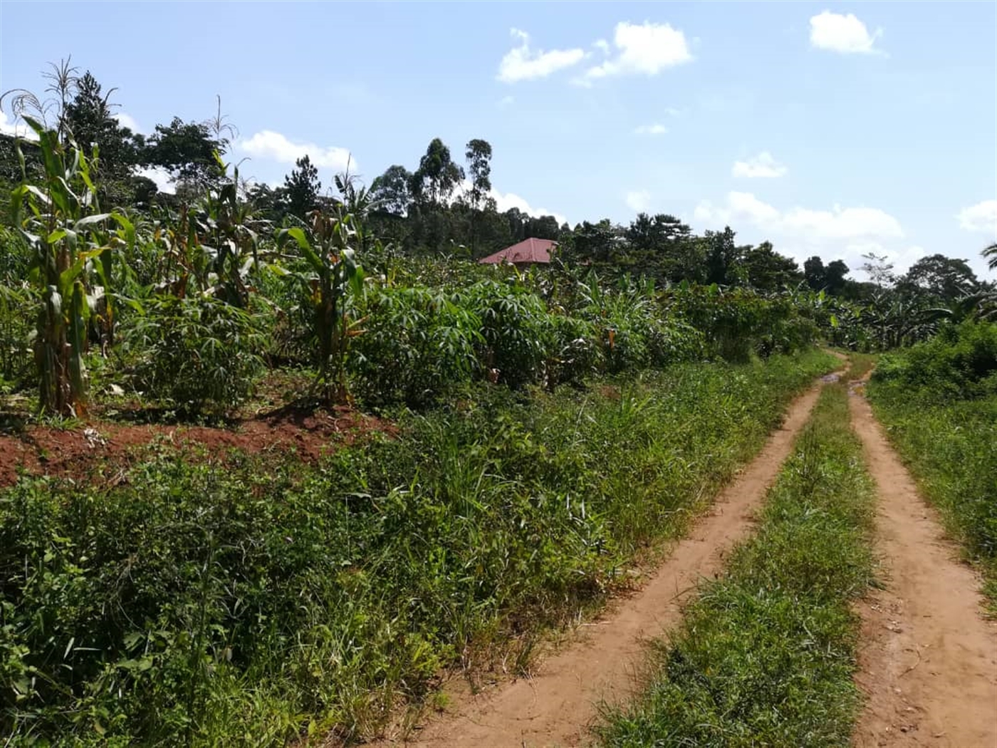 Residential Land for sale in Namuyenje Mukono