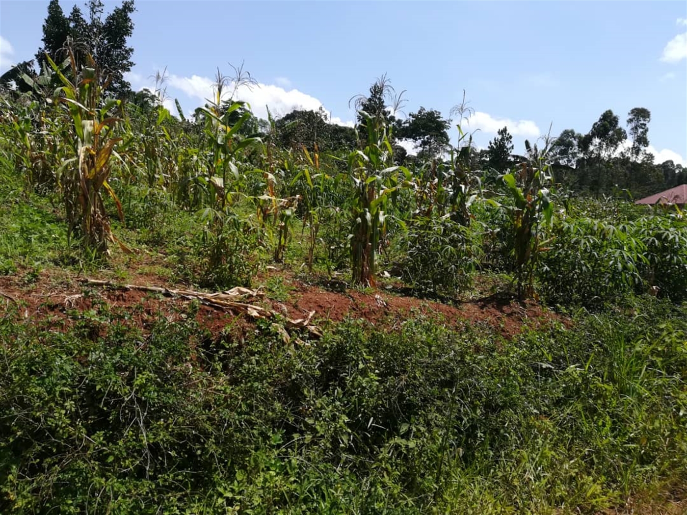 Residential Land for sale in Namuyenje Mukono