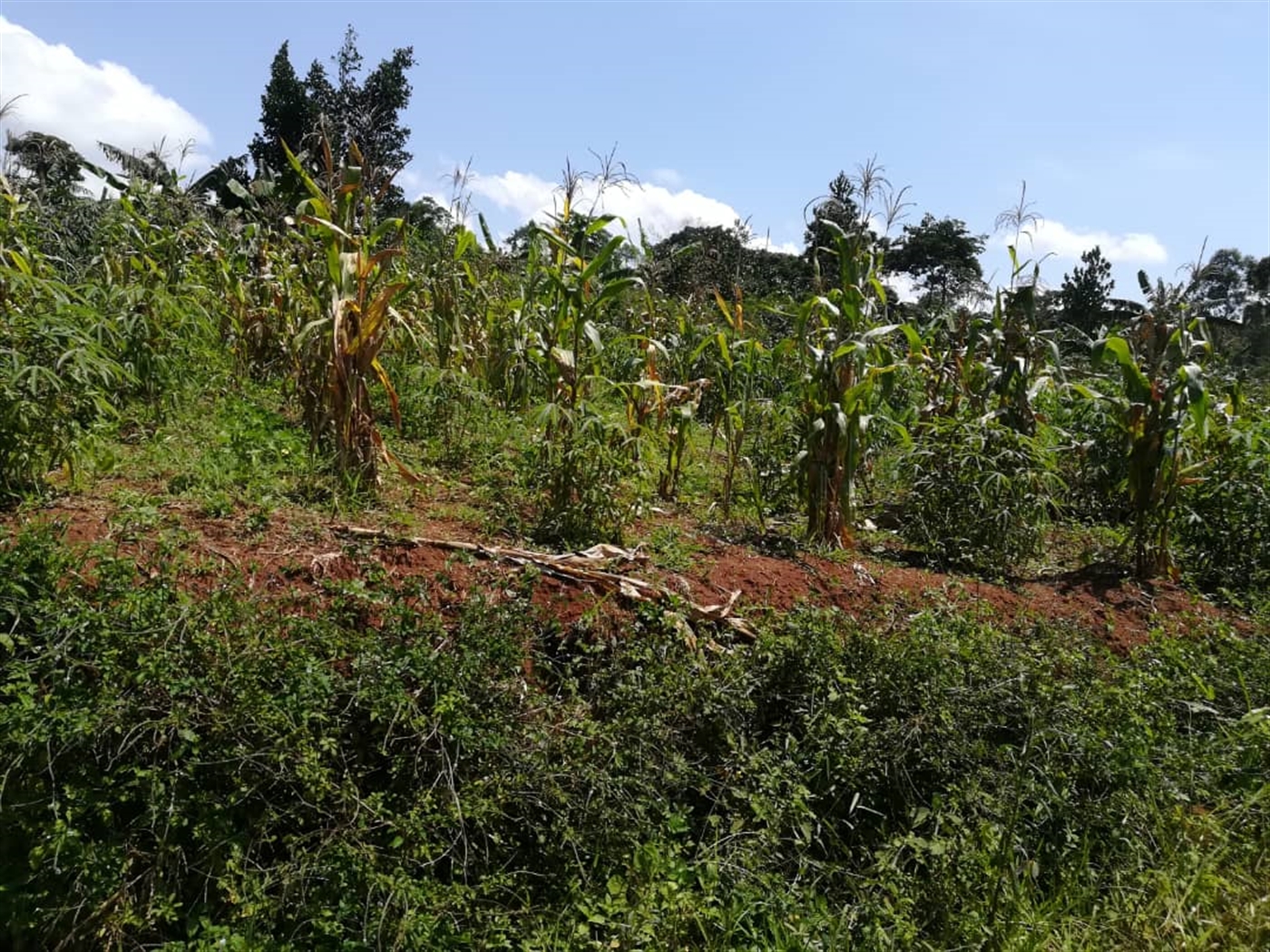 Residential Land for sale in Namuyenje Mukono