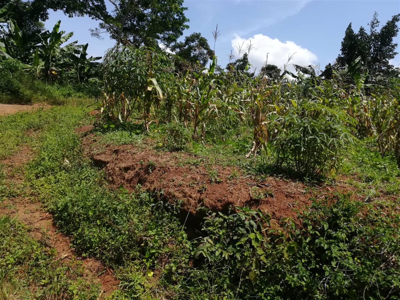 Residential Land for sale in Namuyenje Mukono