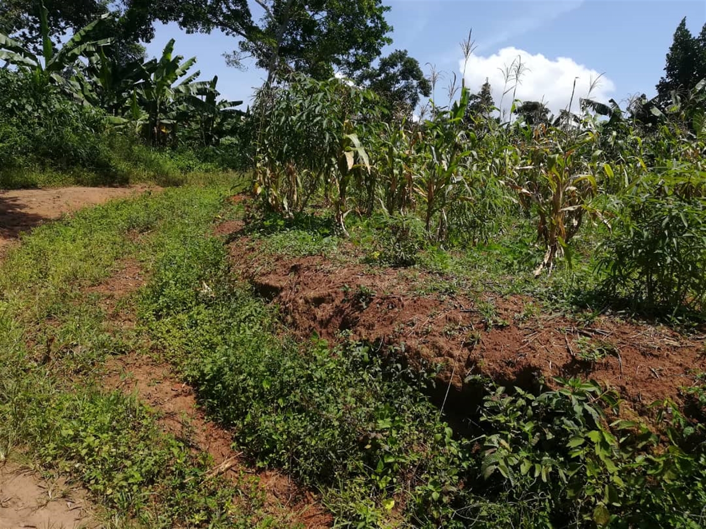 Residential Land for sale in Namuyenje Mukono