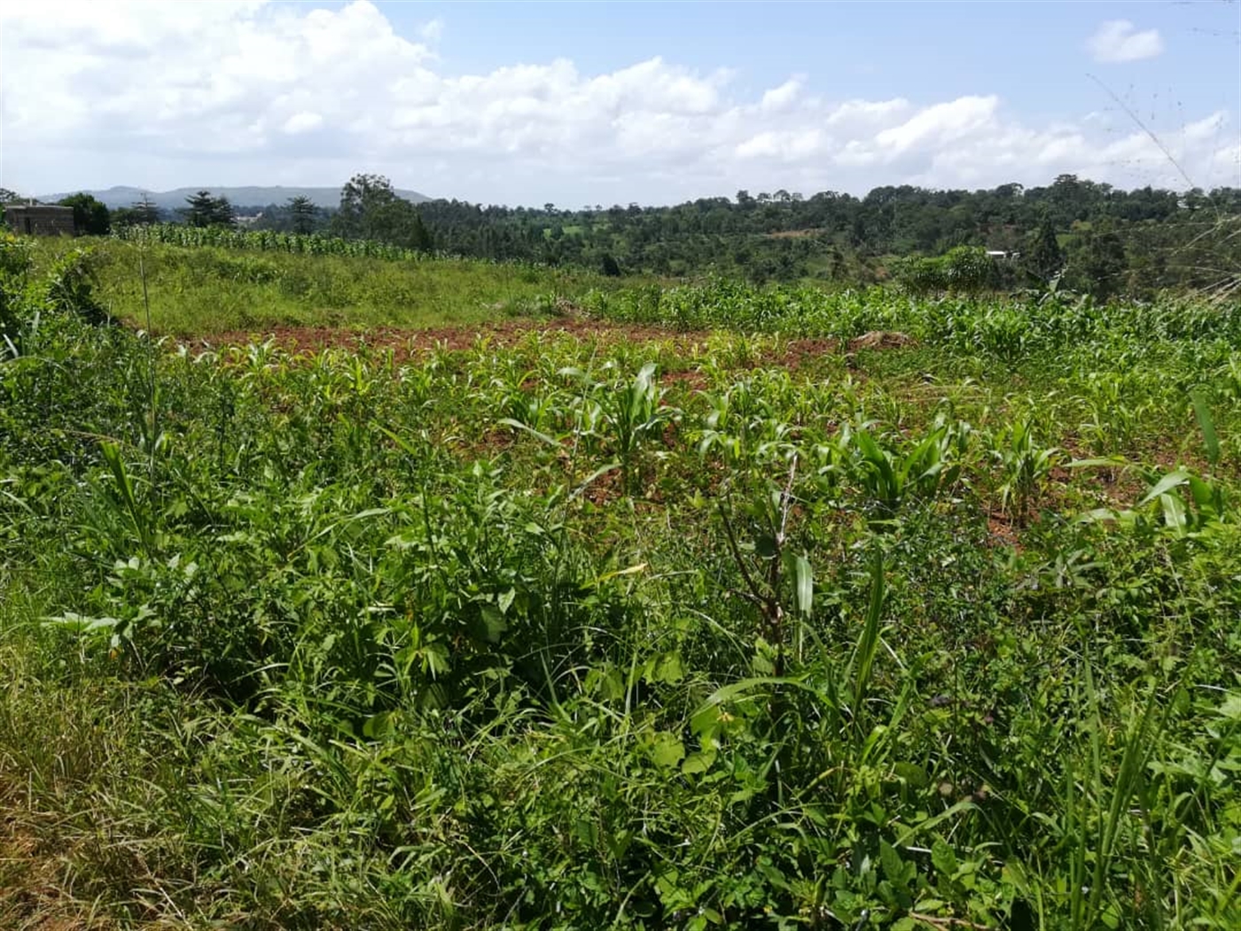 Residential Land for sale in Namuyenje Mukono