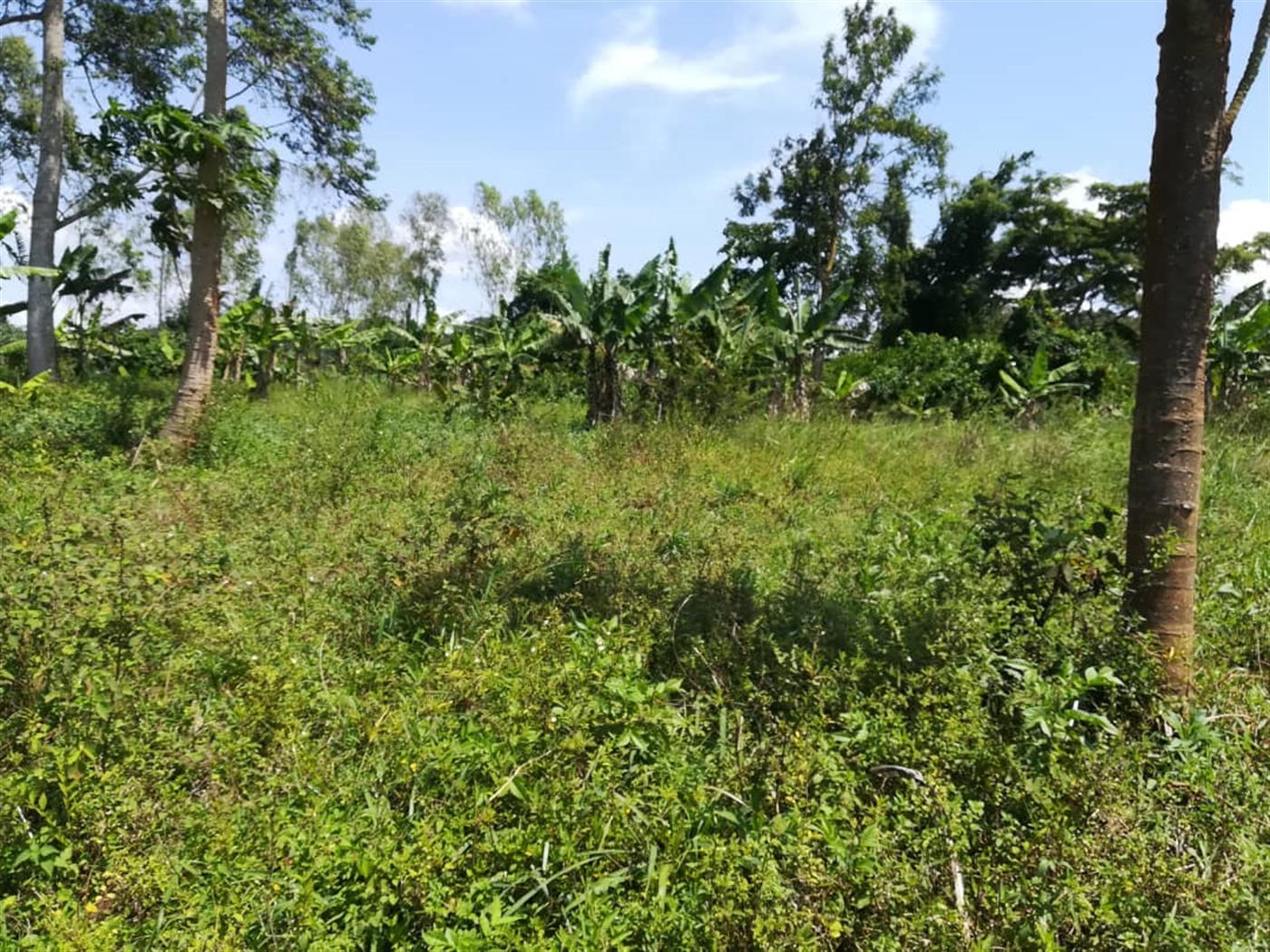 Residential Land for sale in Namuyenje Mukono